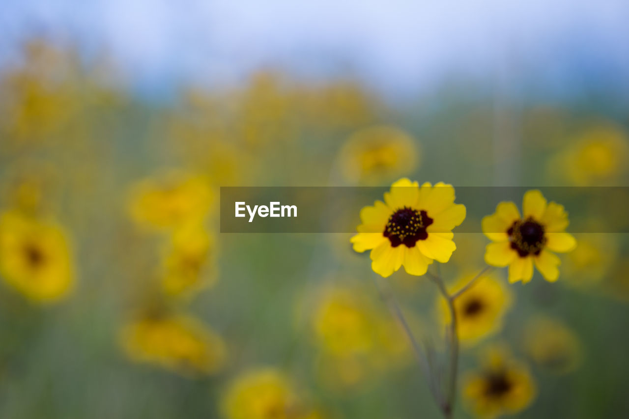 Close-up of yellow flower blooming in field