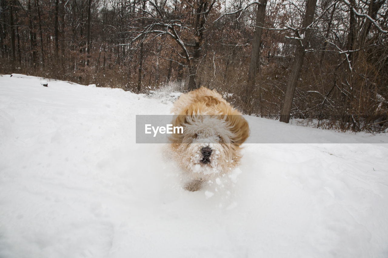 Charging dog in snow.