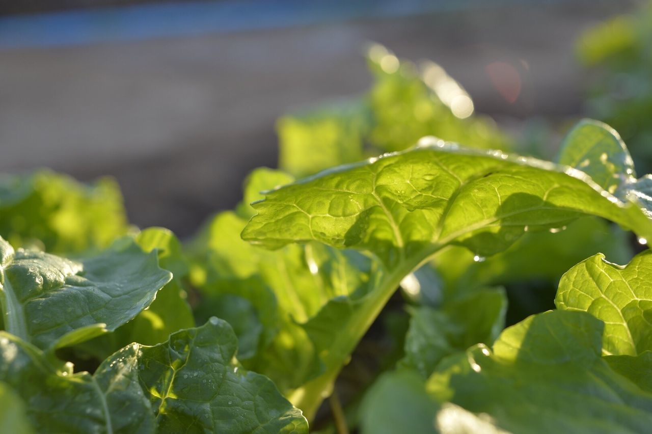 CLOSE-UP OF WET LEAVES