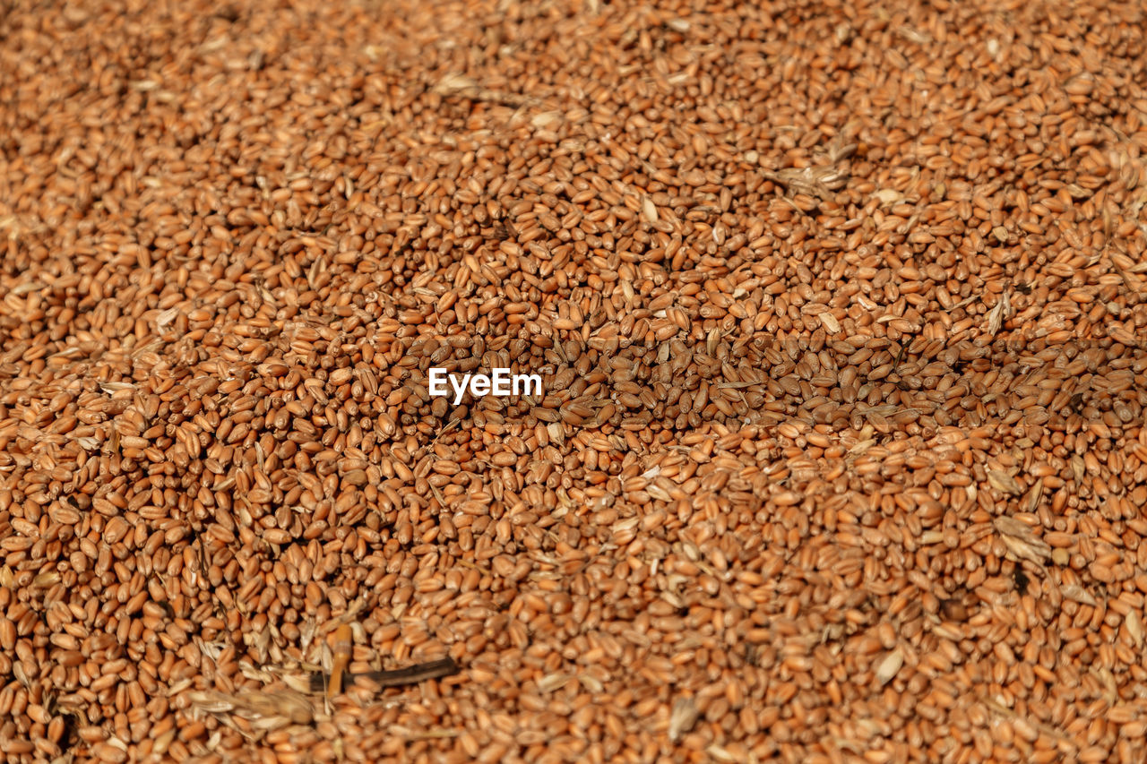 Uncleaned unsorted grain with debris after being harvested by a combine.