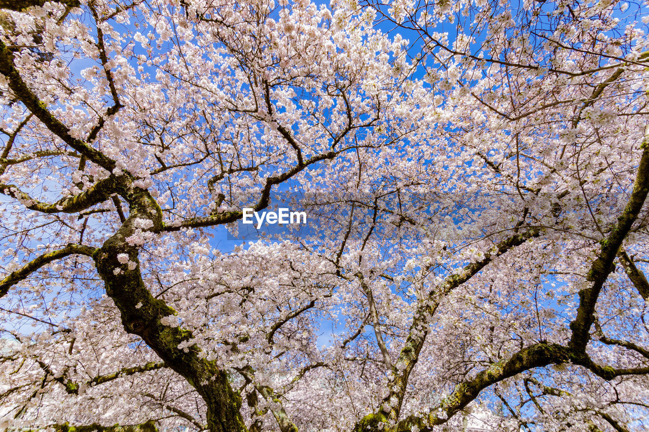 LOW ANGLE VIEW OF FLOWERING TREE AGAINST BLUE SKY