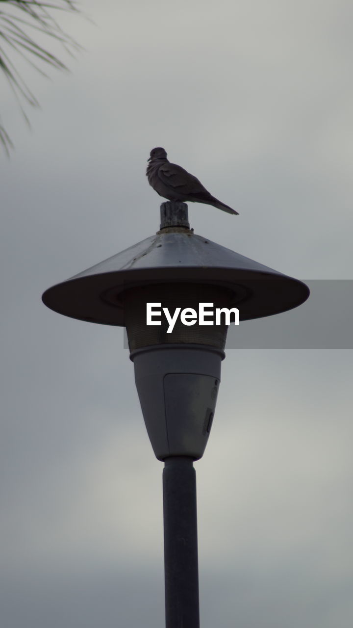 LOW ANGLE VIEW OF BIRD PERCHING