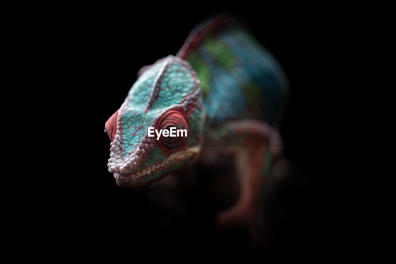 Soft focus of wild panther chameleon with colorful head crawling on black background at night