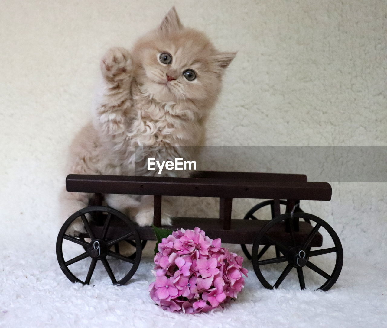 PORTRAIT OF CAT SITTING ON PURPLE FLOWER