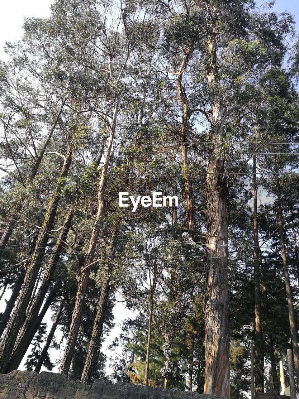 LOW ANGLE VIEW OF TREES AGAINST SKY IN FOREST