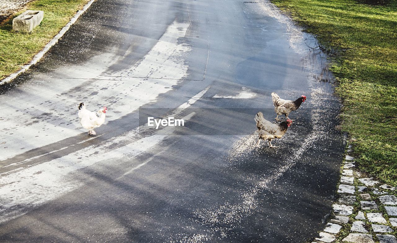 High angle view of hens crossing wet road