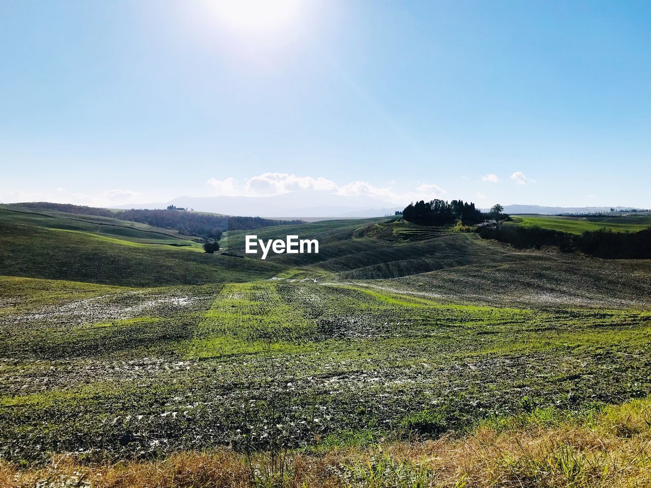 Scenic view of agricultural field against sky