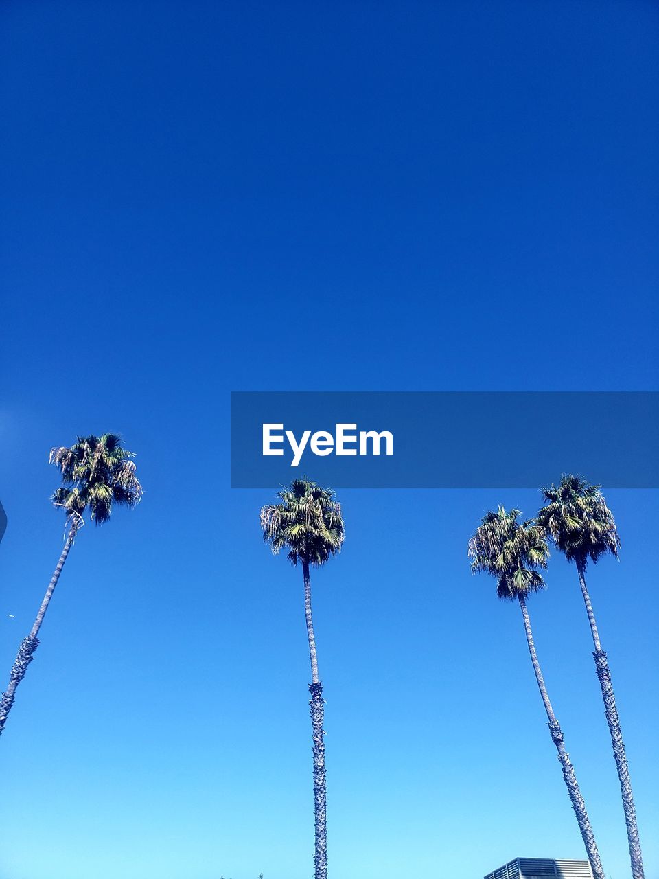 LOW ANGLE VIEW OF BLUE FLOWERING PLANTS AGAINST CLEAR SKY