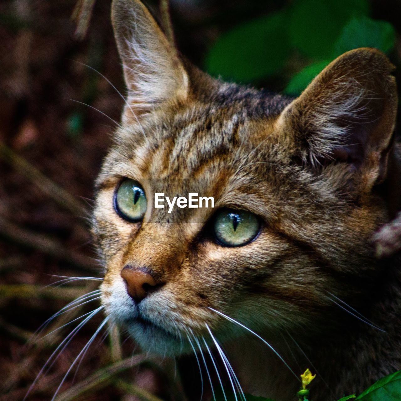 Close-up portrait of a cat