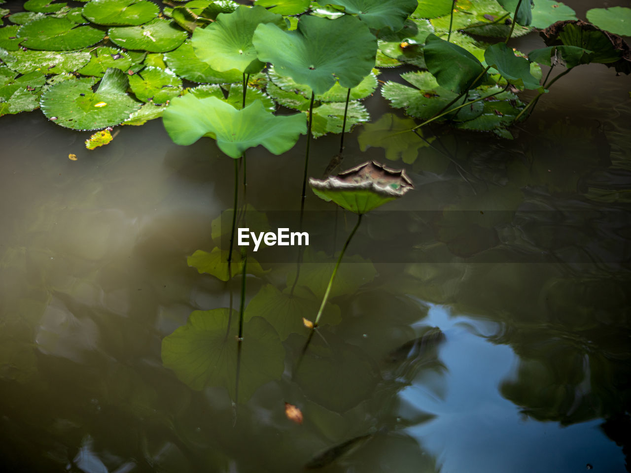 green, leaf, reflection, plant part, water, nature, lake, plant, sunlight, water lily, no people, tree, floating, floating on water, beauty in nature, growth, day, flower, aquatic plant, tranquility, outdoors, branch, environment, animal, animal themes, animal wildlife, standing water