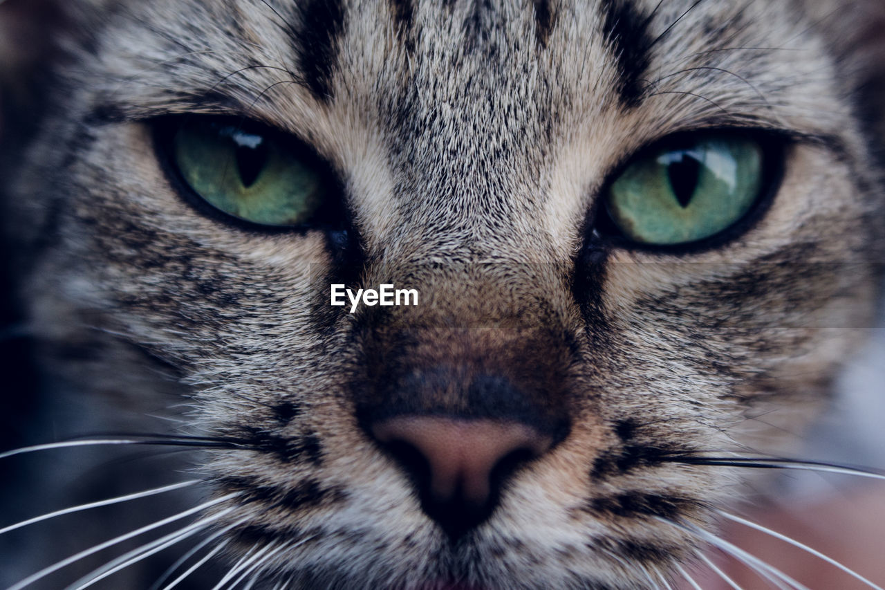 Close-up portrait of cat