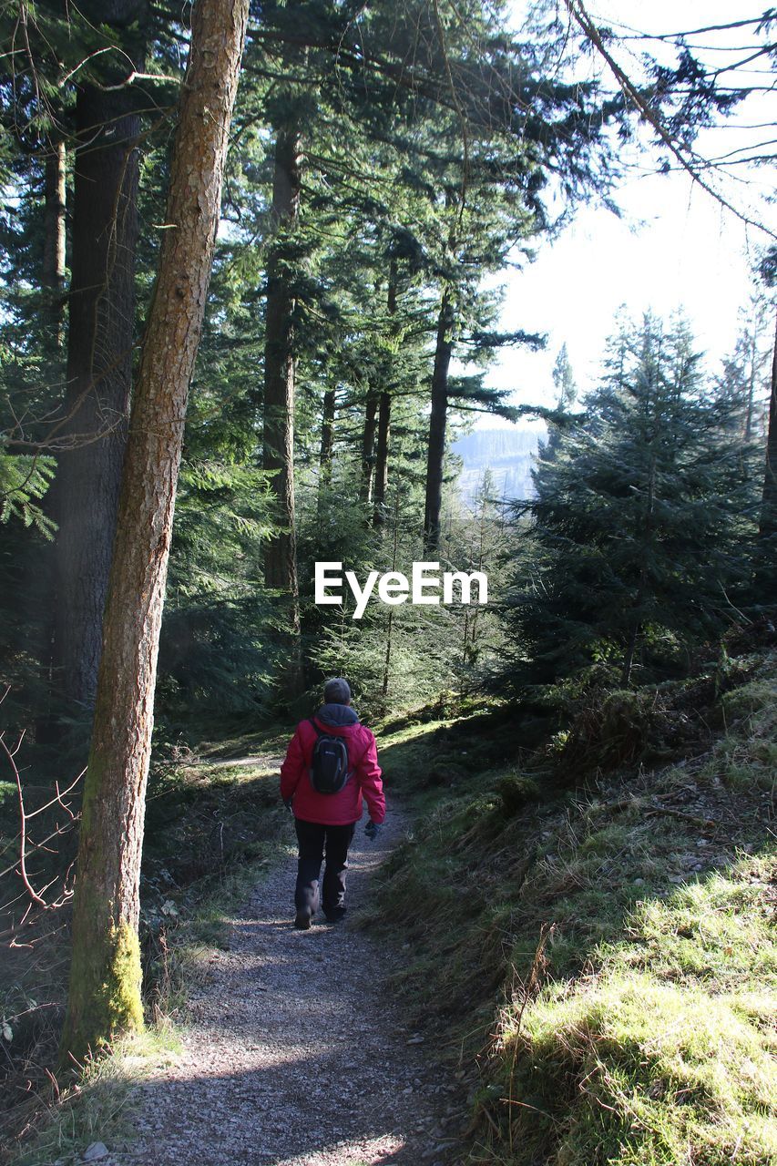 REAR VIEW OF PERSON WALKING IN FOREST