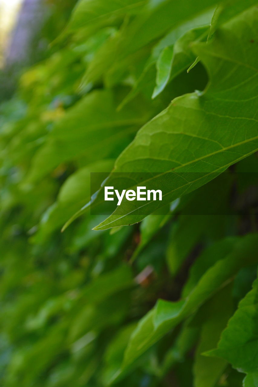 CLOSE-UP OF FRESH GREEN LEAVES