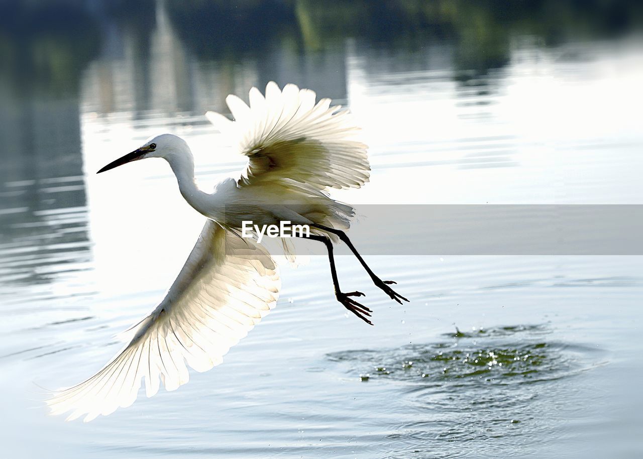 CLOSE-UP OF WHITE HERON IN LAKE