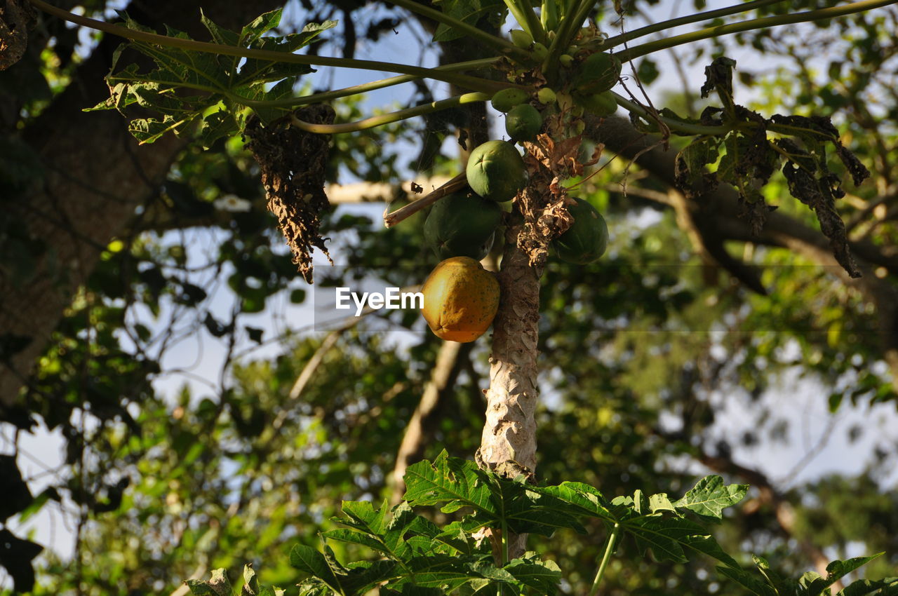 LOW ANGLE VIEW OF FRUIT TREE