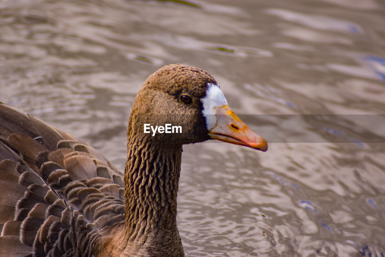 Duck swimming in lake