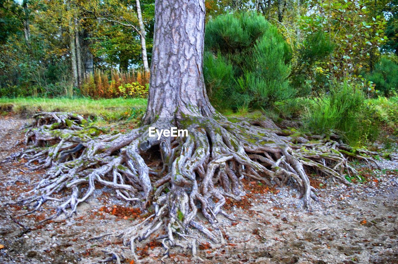 VIEW OF TREES IN FOREST