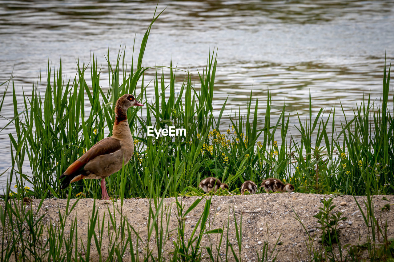 Family egyptian goose with its chicks in grass during spring. alopochen aegyptiaca in switzerland. 