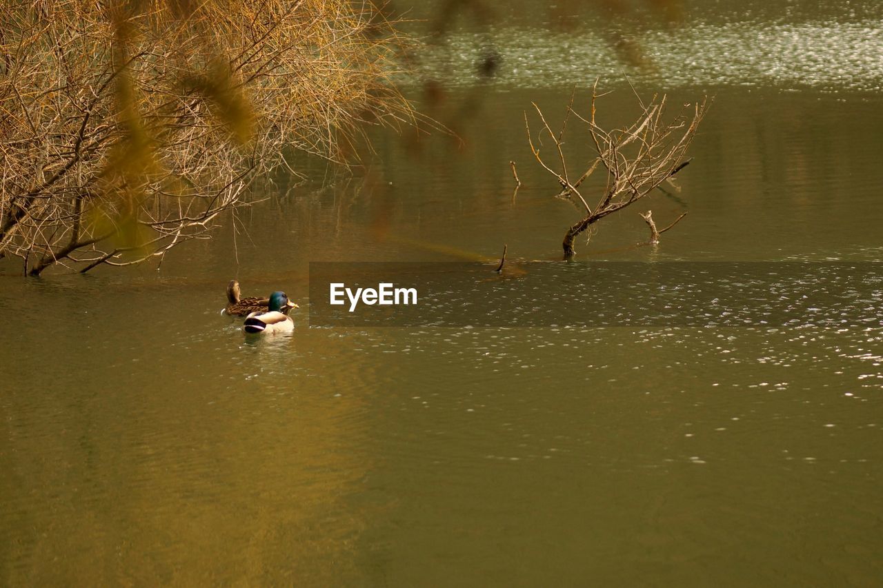 BIRDS SWIMMING ON LAKE