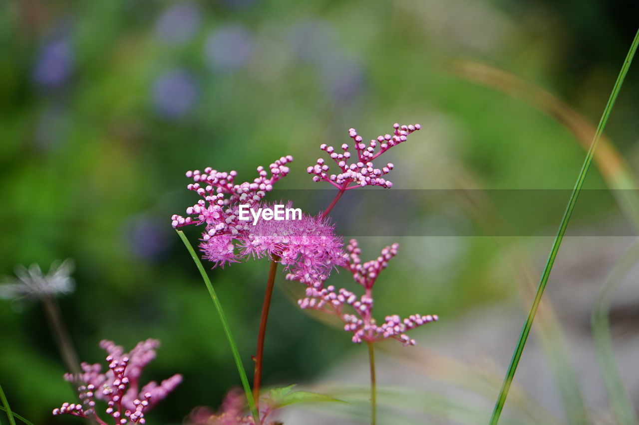 Close-up of flowers blooming outdoors