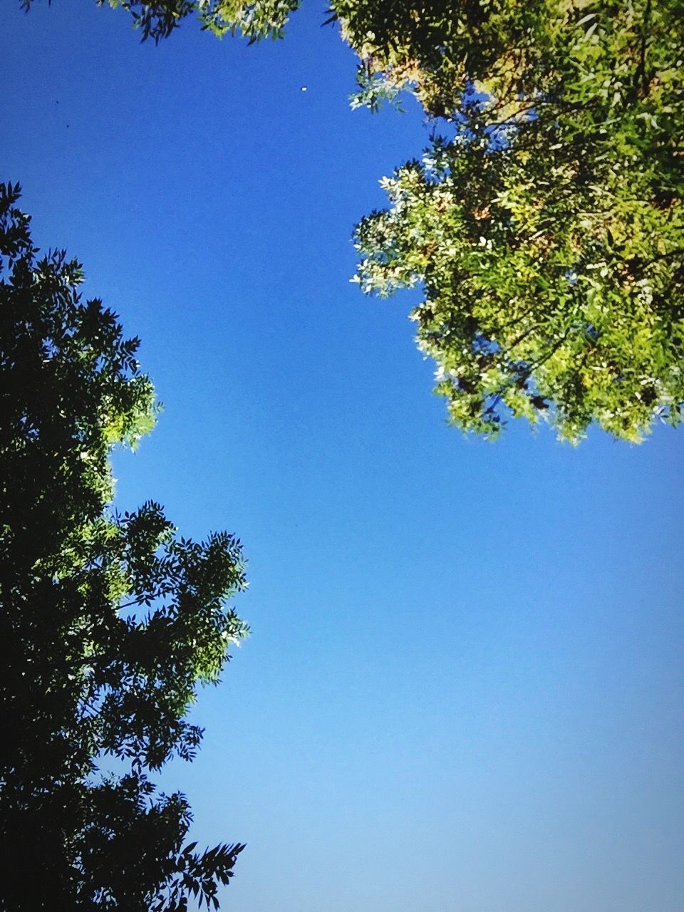 LOW ANGLE VIEW OF TREES AGAINST BLUE SKY