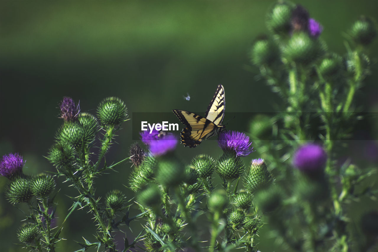 BUTTERFLY ON PURPLE FLOWER