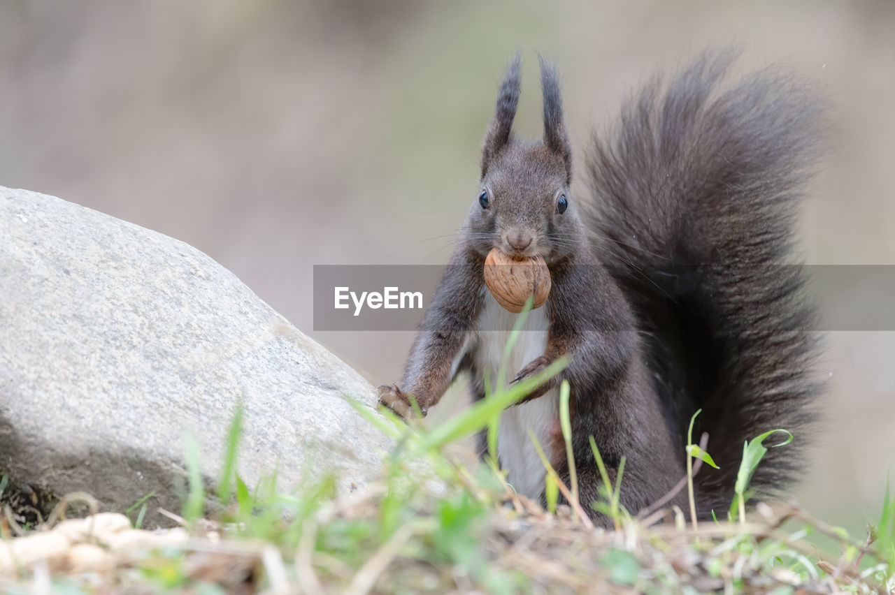 animal, animal themes, animal wildlife, mammal, one animal, wildlife, squirrel, eating, no people, nature, rodent, plant, selective focus, food, cute, outdoors, grass, portrait, day, close-up, food and drink, land