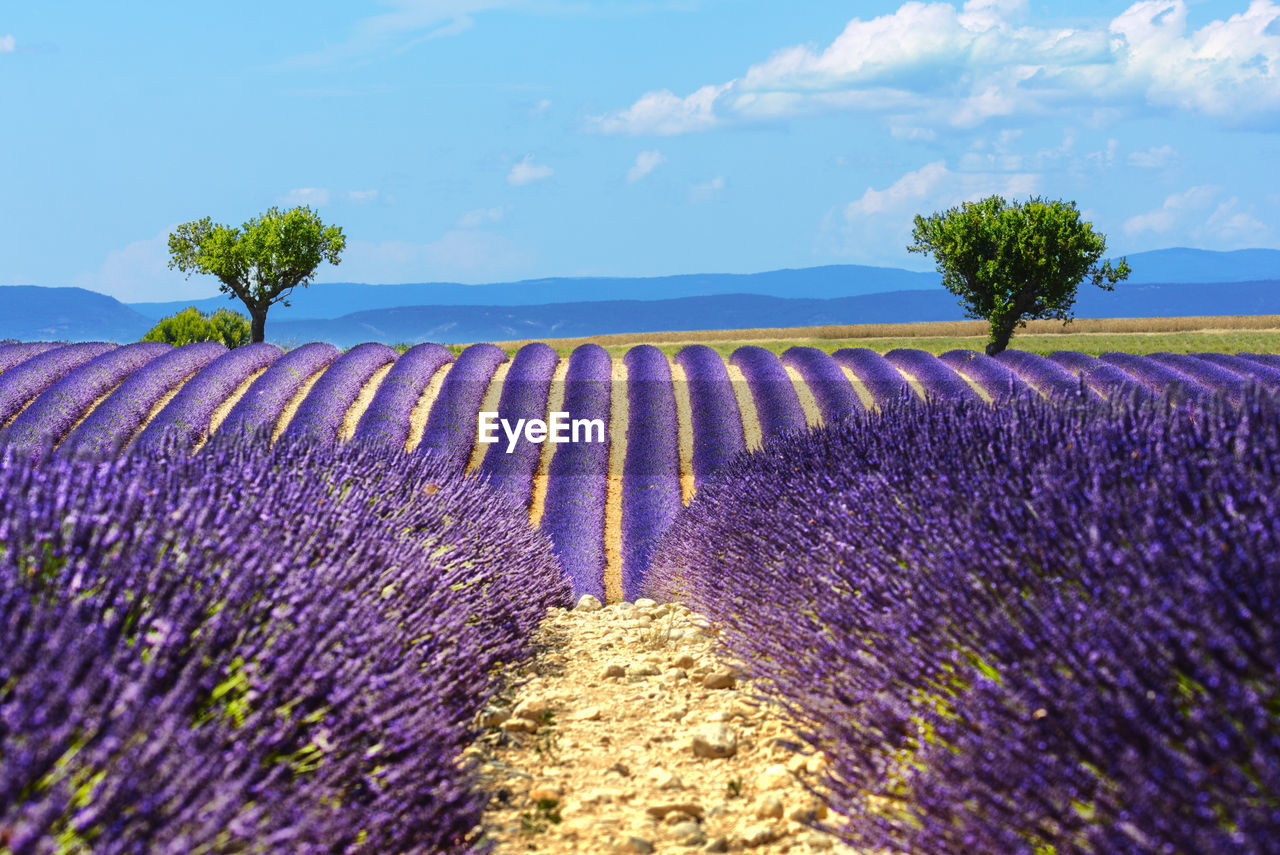 Landscape and lavender field at valensole in the south of france