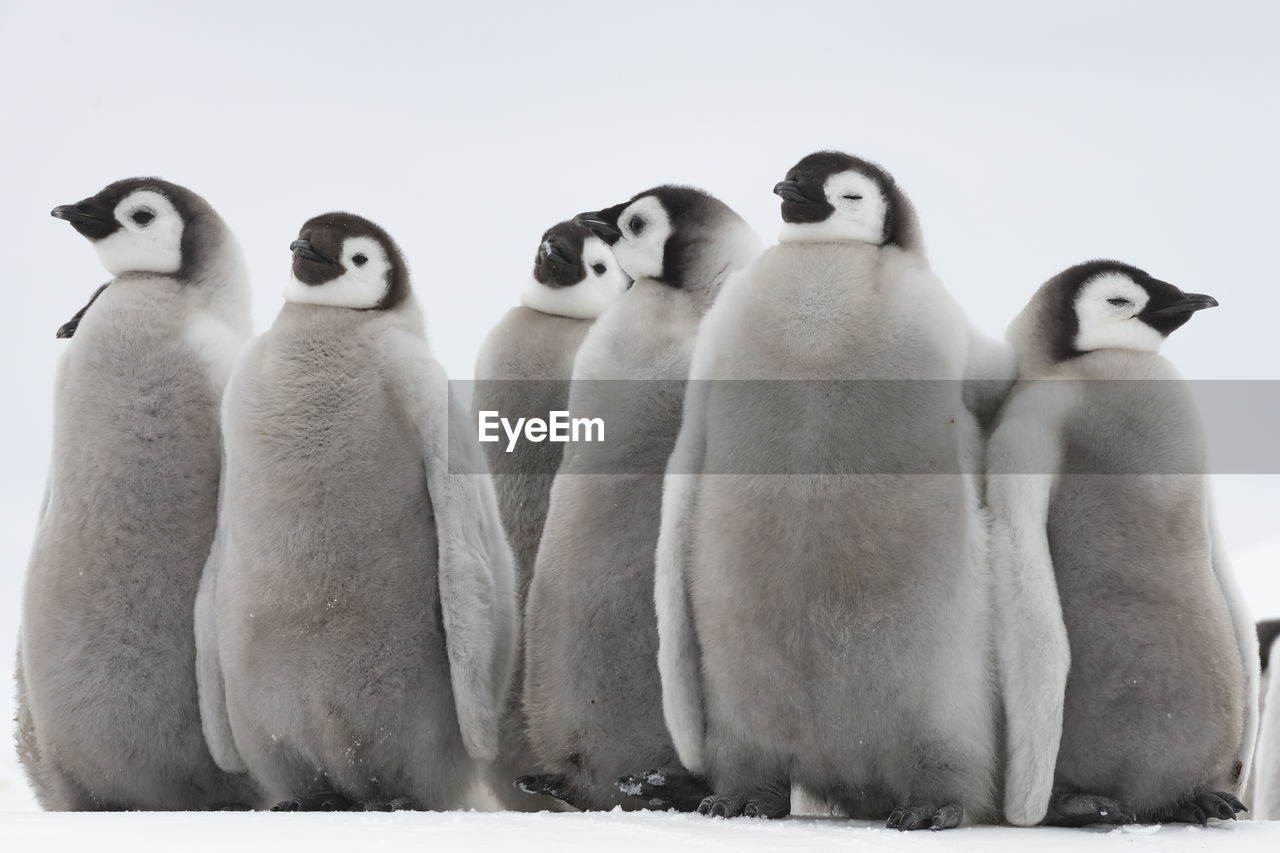 Penguins on snow covered land