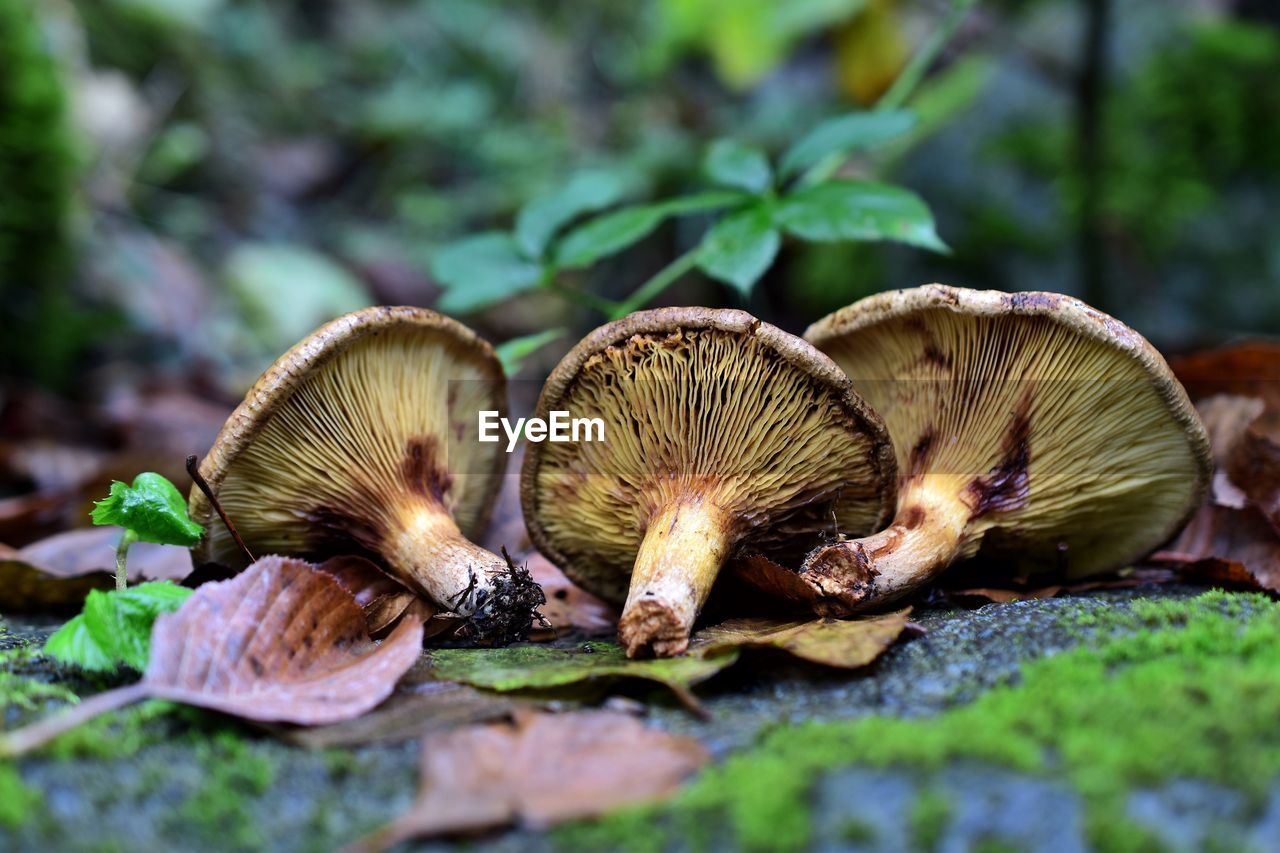 Close-up of mushrooms on field