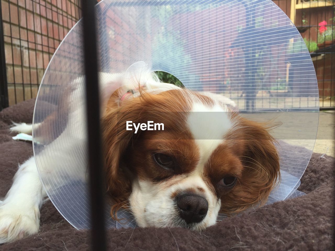 Close-up of dog wearing elizabethan collar resting