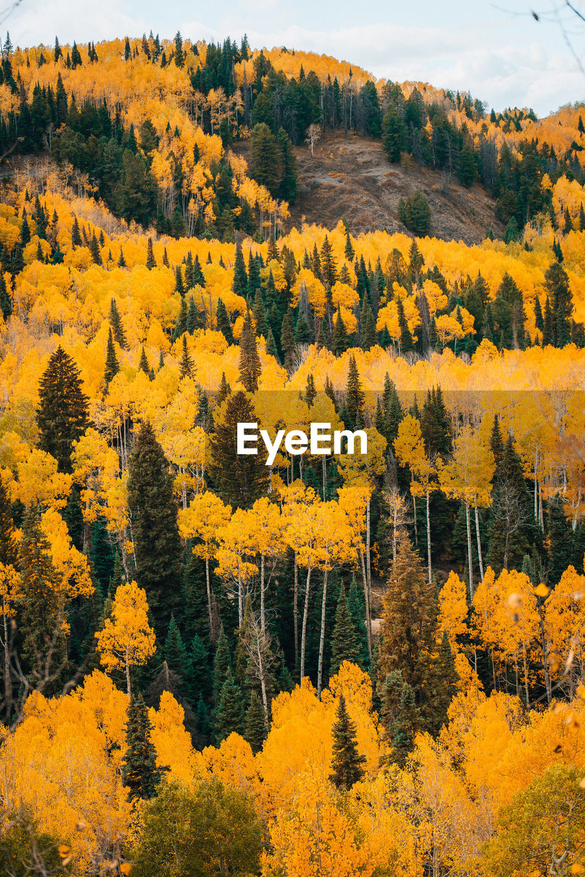 HIGH ANGLE VIEW OF YELLOW TREES ON LANDSCAPE