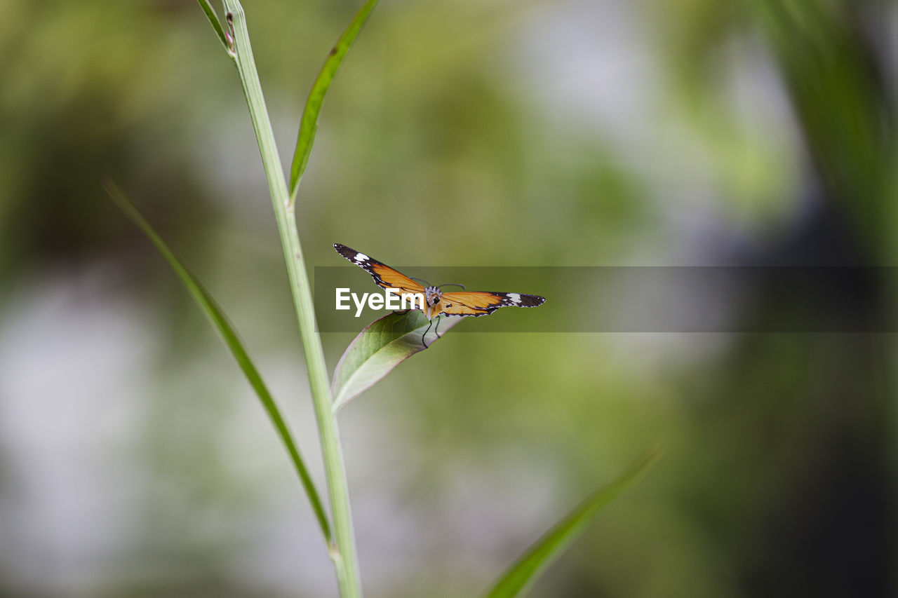 Close-up of butterfly on plant