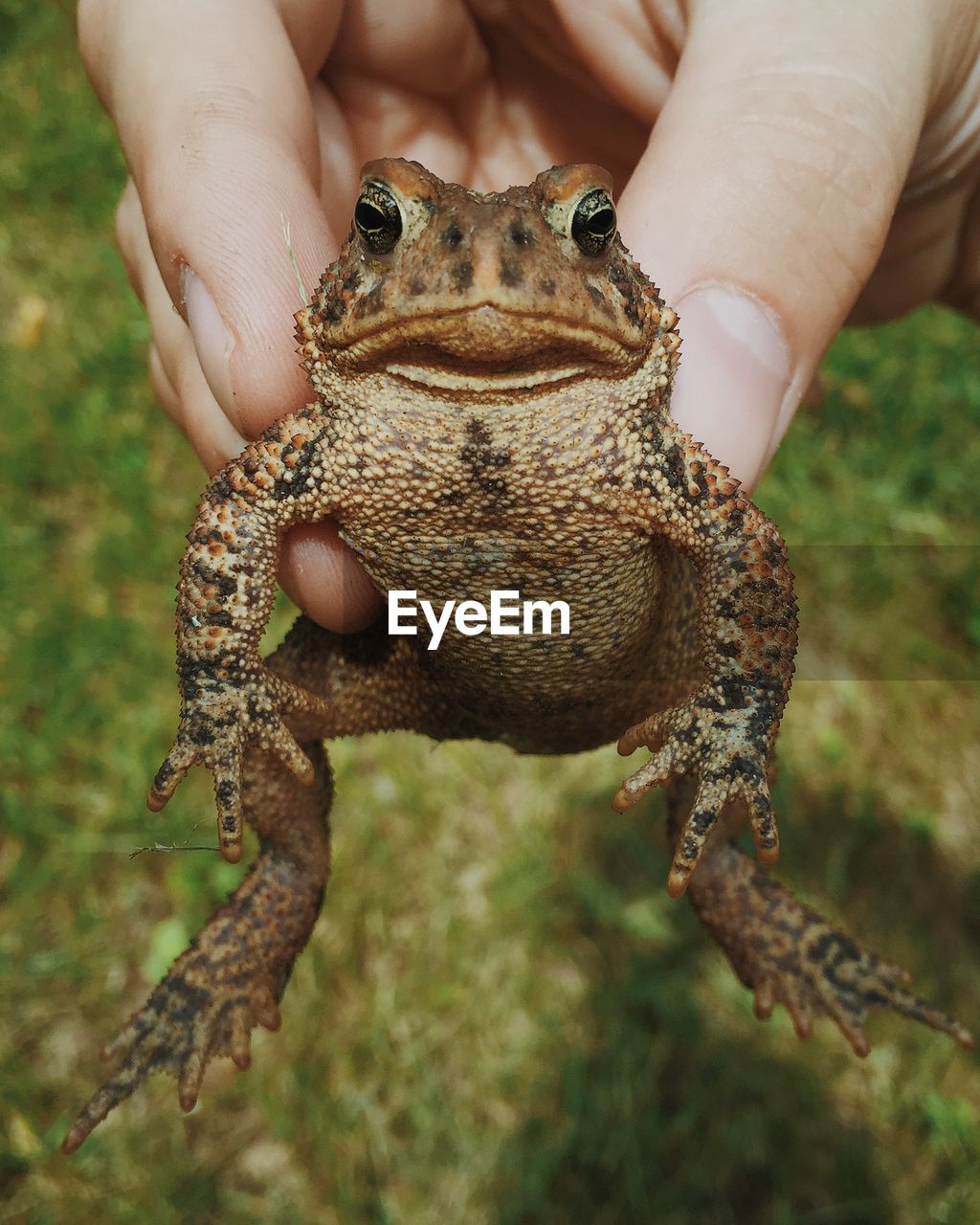 Close-up of person holding frog