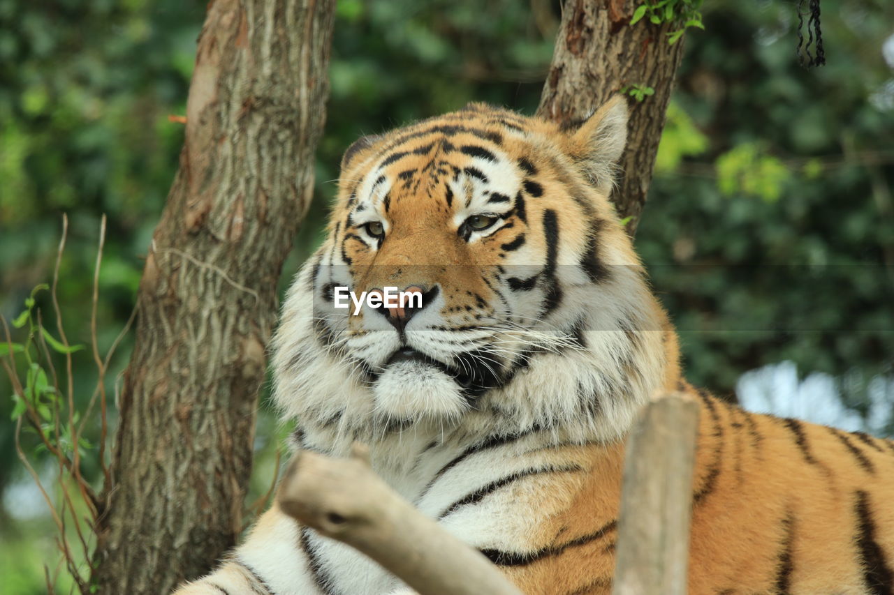 View of tiger against trees