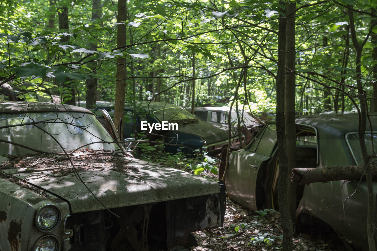 Abandoned cars in forest