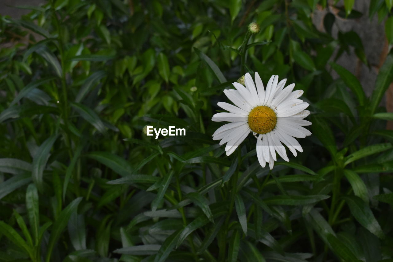 CLOSE-UP OF WHITE DAISY AND PLANTS ON FIELD