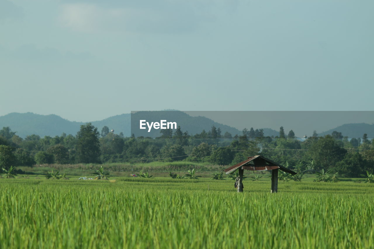 paddy field, landscape, rural scene, field, plant, agriculture, plain, land, pasture, environment, crop, grassland, farm, rice, nature, sky, meadow, rice paddy, growth, scenics - nature, prairie, rural area, rice - food staple, beauty in nature, mountain, green, cereal plant, tree, tranquility, no people, outdoors, food and drink, architecture, asian style conical hat, occupation, tranquil scene, day, food, hut, built structure, grass, building, natural environment