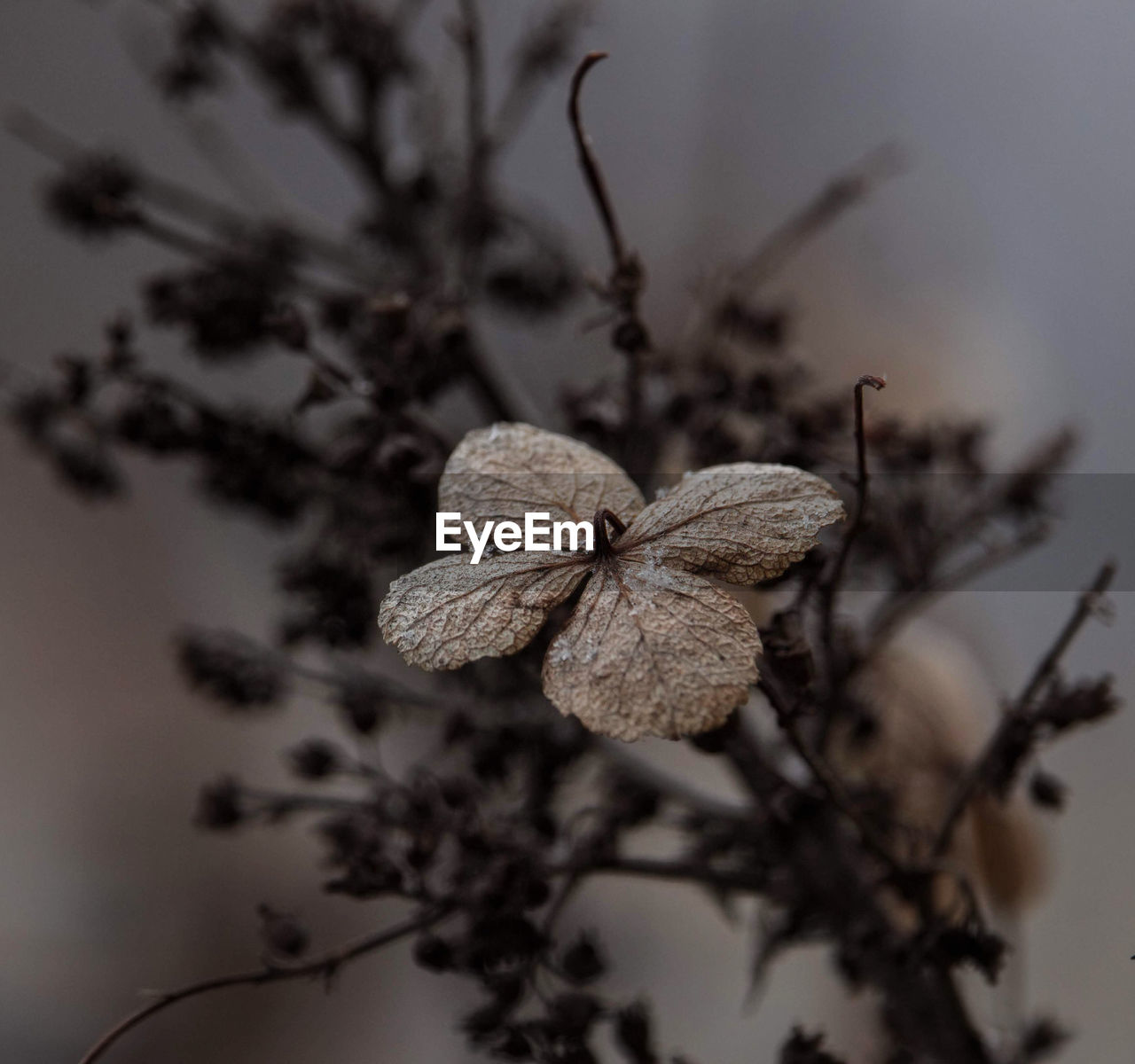 Close-up of wilted plant