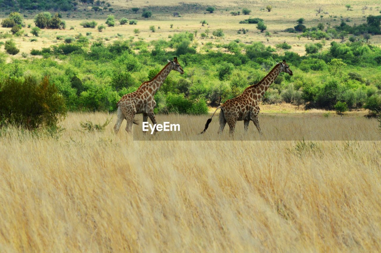 Giraffe on landscape  of national park, johannesburg