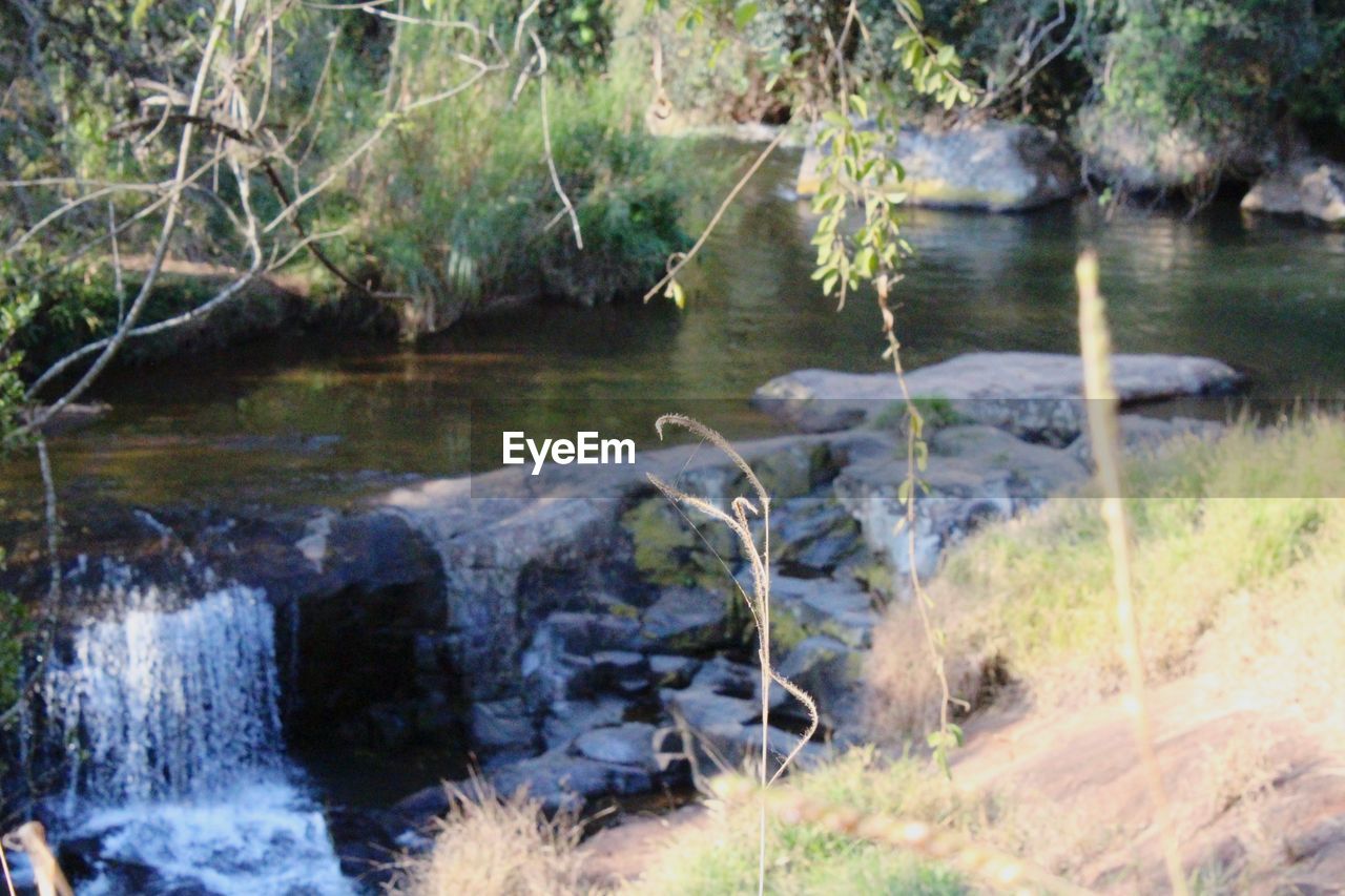 SCENIC VIEW OF RIVER FLOWING IN FOREST