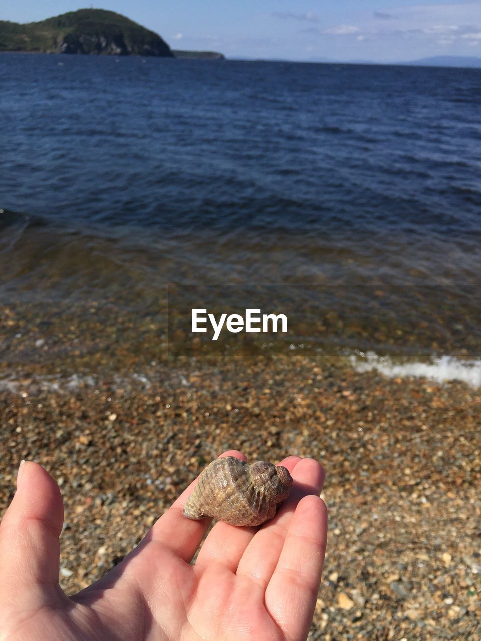 Close-up of hand holding seashells on beach