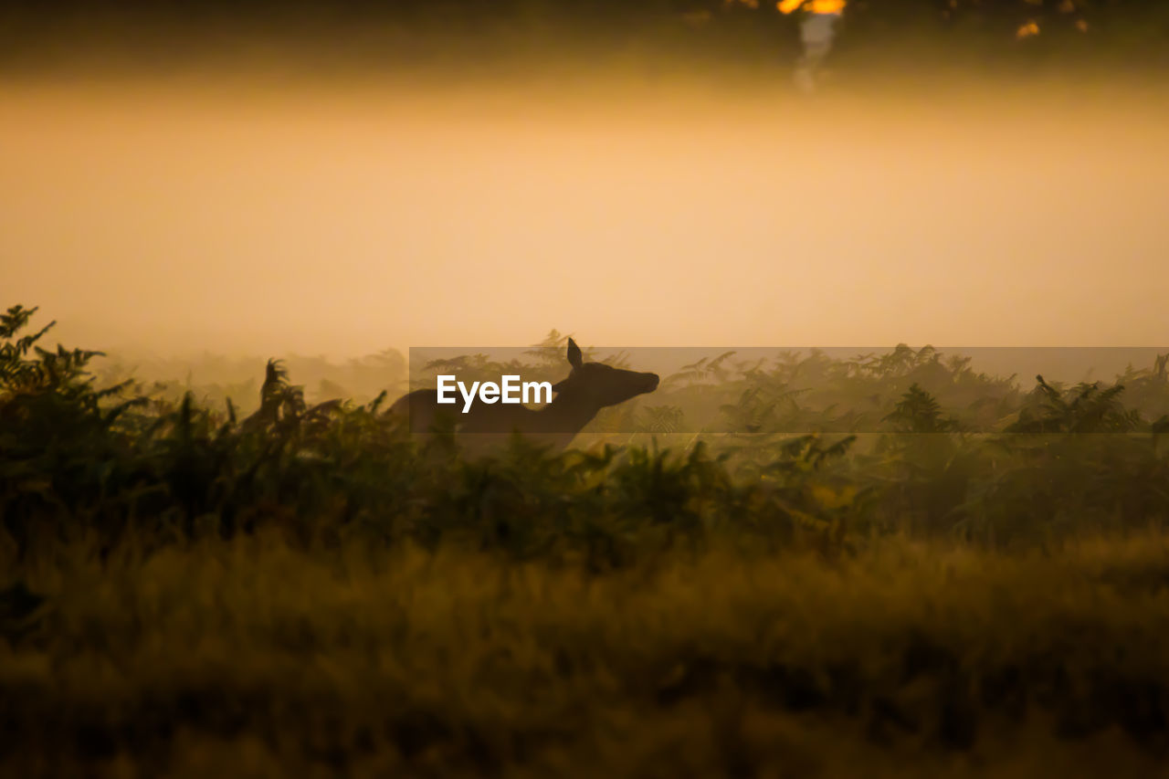 Silhouette of deer at sunrise