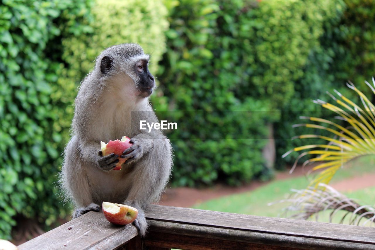 Close-up of monkey eating apple
