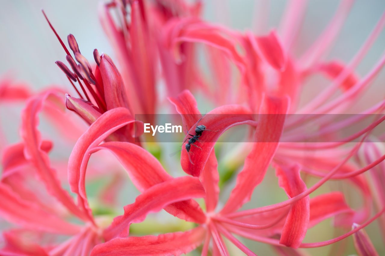 CLOSE-UP OF RED PINK FLOWER