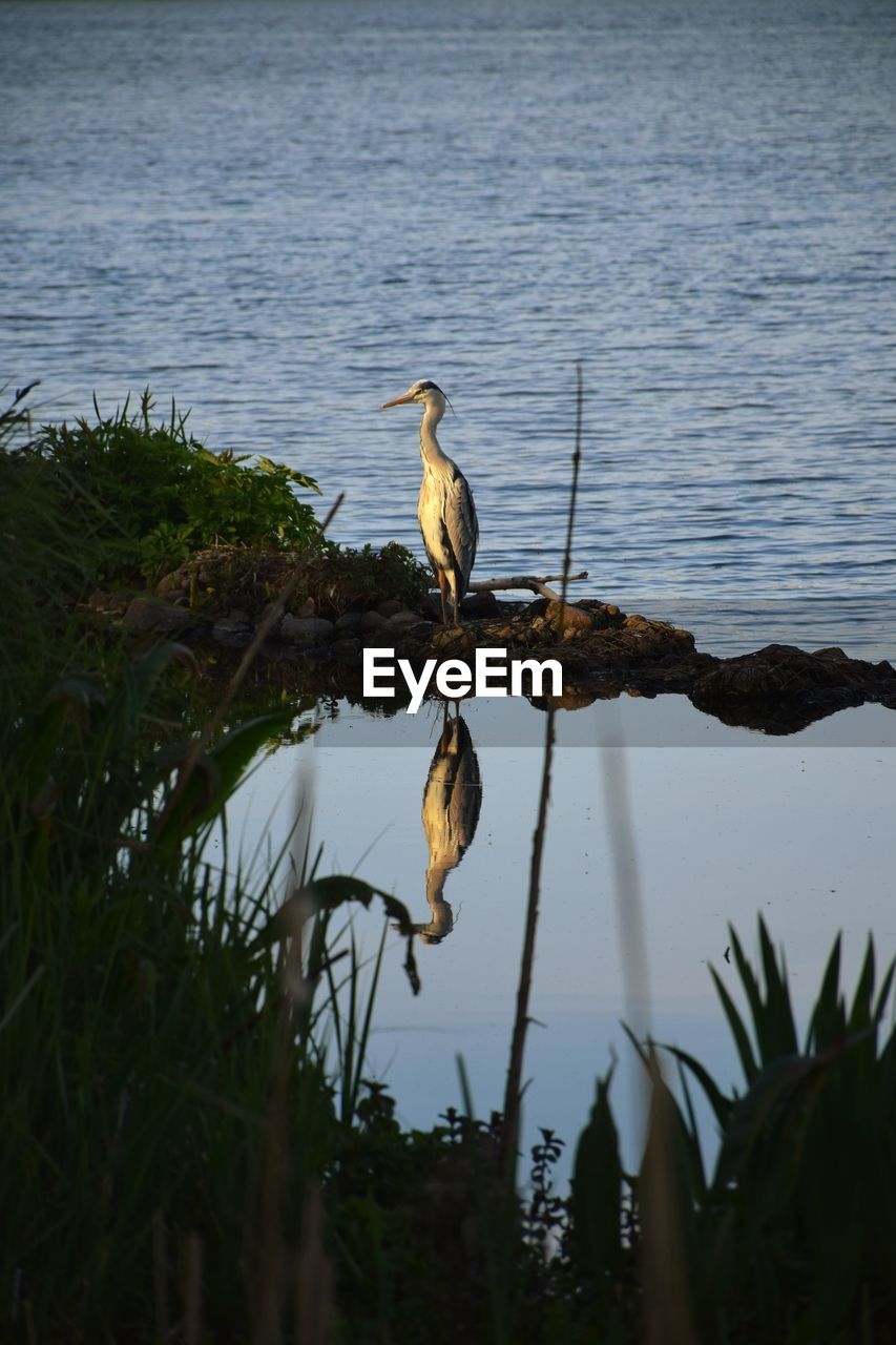 Bird perching on a lake