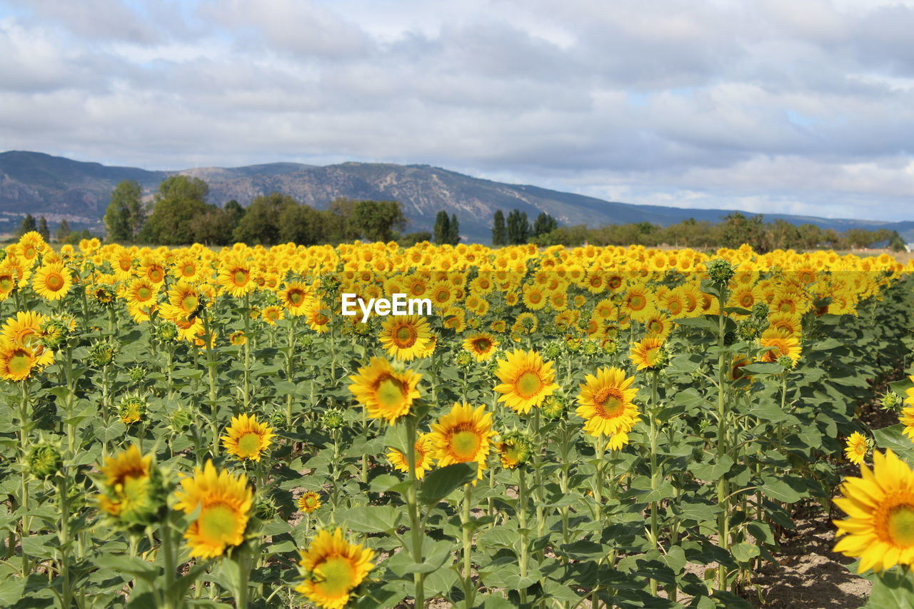 plant, flower, flowering plant, landscape, beauty in nature, yellow, freshness, sky, land, rural scene, cloud, environment, nature, field, growth, agriculture, scenics - nature, sunflower, flower head, mountain, no people, fragility, abundance, tranquility, farm, crop, springtime, tranquil scene, inflorescence, idyllic, day, non-urban scene, outdoors, mountain range, blossom, petal, multi colored, prairie, meadow, plain, vibrant color, summer, wildflower, horizon over land, travel destinations, sunlight, flowerbed, tree, botany, grass, horizon, travel, overcast