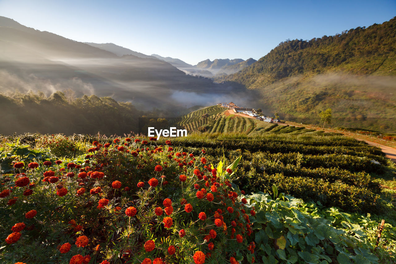 View of flowers growing in field