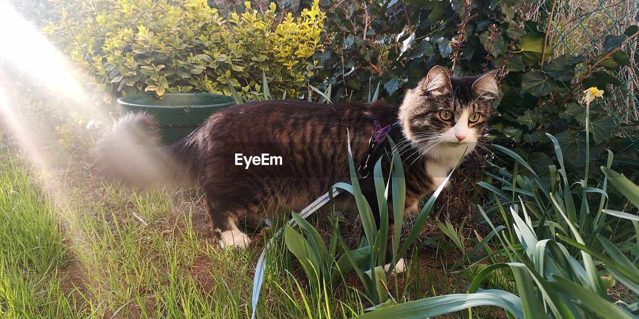 Portrait of cat in a field