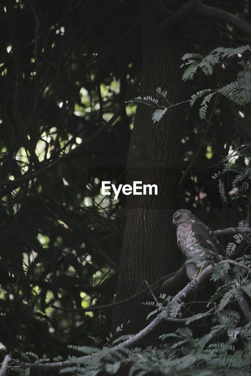 VIEW OF BIRD PERCHING ON TREE TRUNK